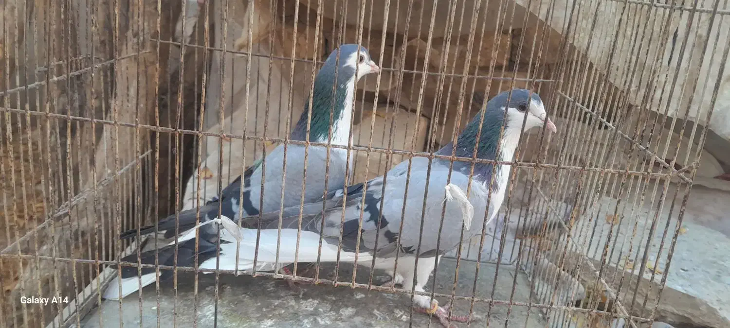 کبوتر بدرنگ|پرنده|پیر بکران, |دیوار