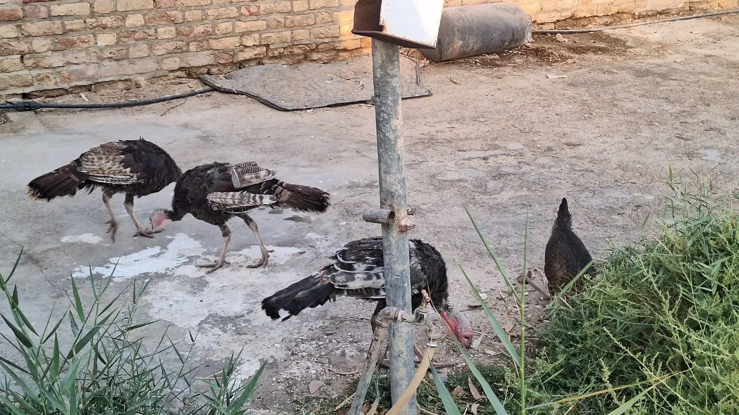 بوقلمون محلی اصل|حیوانات مزرعه|زابل, |دیوار