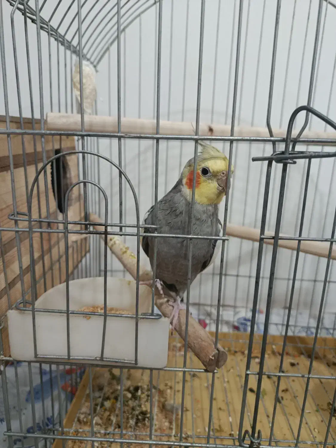 عروس هلندی نر سینامون|پرنده|نظرآباد, رسالت|دیوار