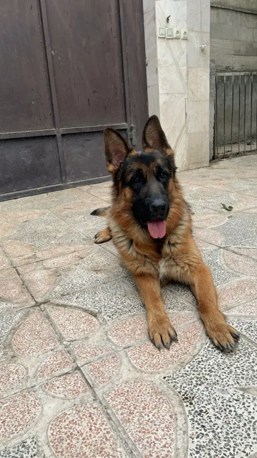 فروش سگ ( نژاد ژرمن ) شولاین|سگ|شهریار, شهریار|دیوار