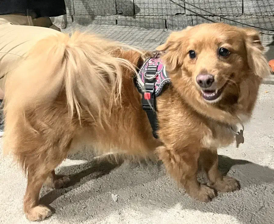 سگ نژاد اشپیتز|حیوانات|کاشان, فاز ۱ ناجی آباد|دیوار