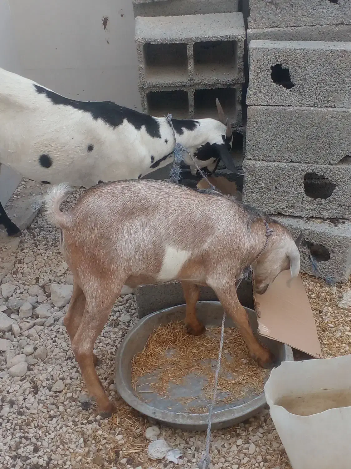 حیوانات مزرعه|حیوانات مزرعه|بندر کنگان, |دیوار