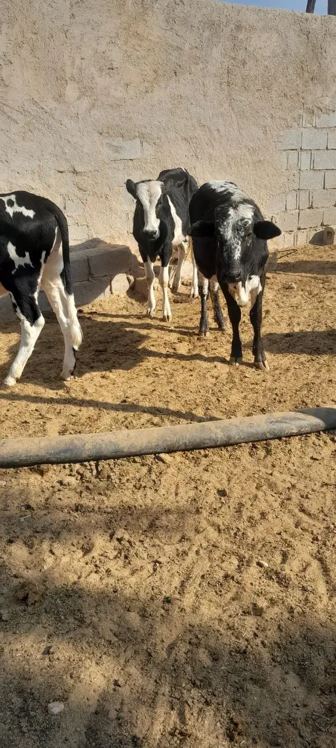 ۱۱ .راس .گوساله.نر|حیوانات مزرعه|شیراز, درکی|دیوار