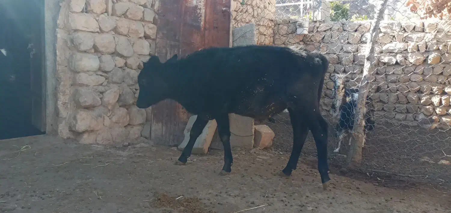 گاو نر|حیوانات مزرعه|منج, |دیوار