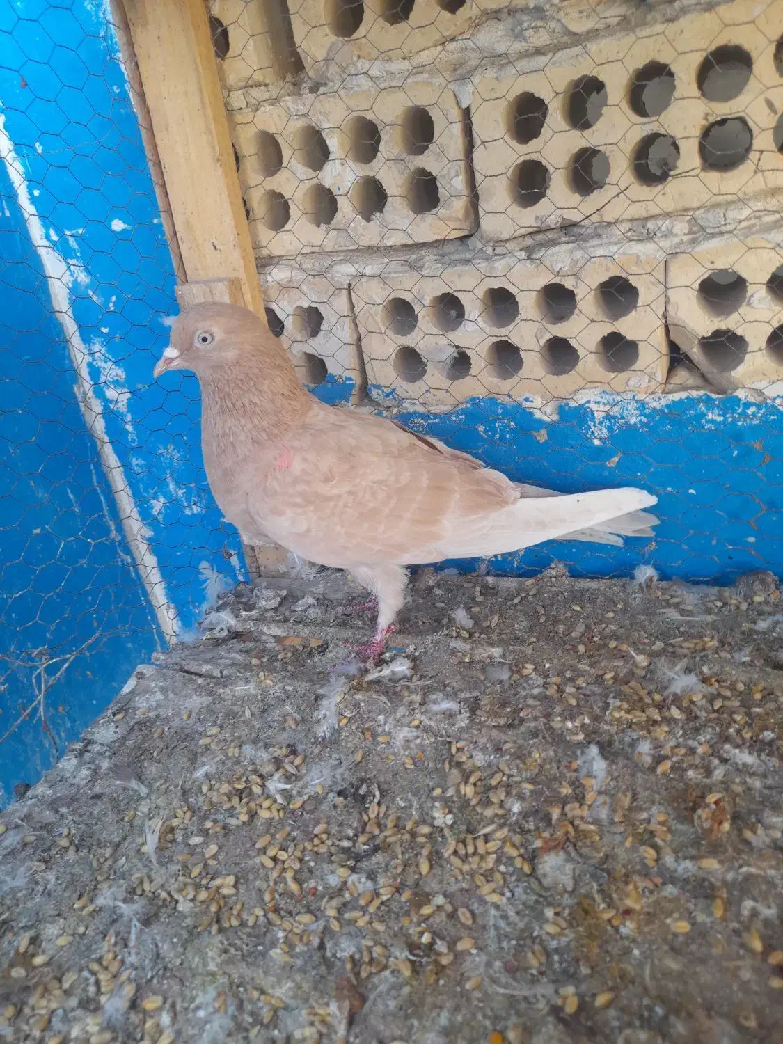 کفتر|پرنده|کاشان, مصلی|دیوار