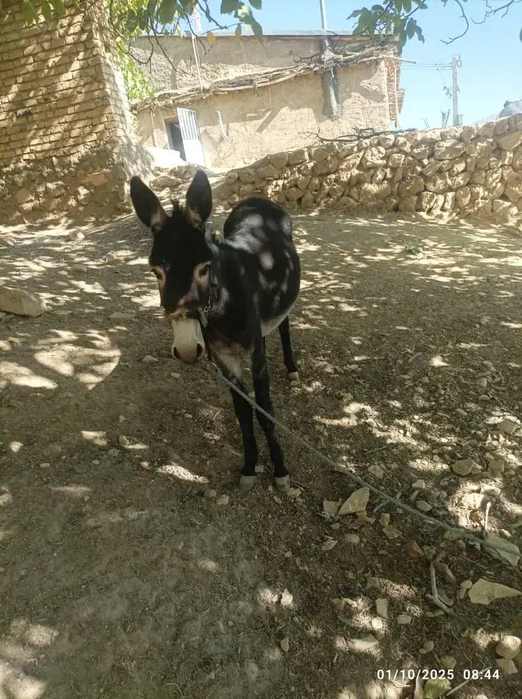 الاغ ماده جوان کاملا اصیل دو سال شماره|حیوانات مزرعه|صدرا-فارس, باغشهر گلبهار صدرا|دیوار