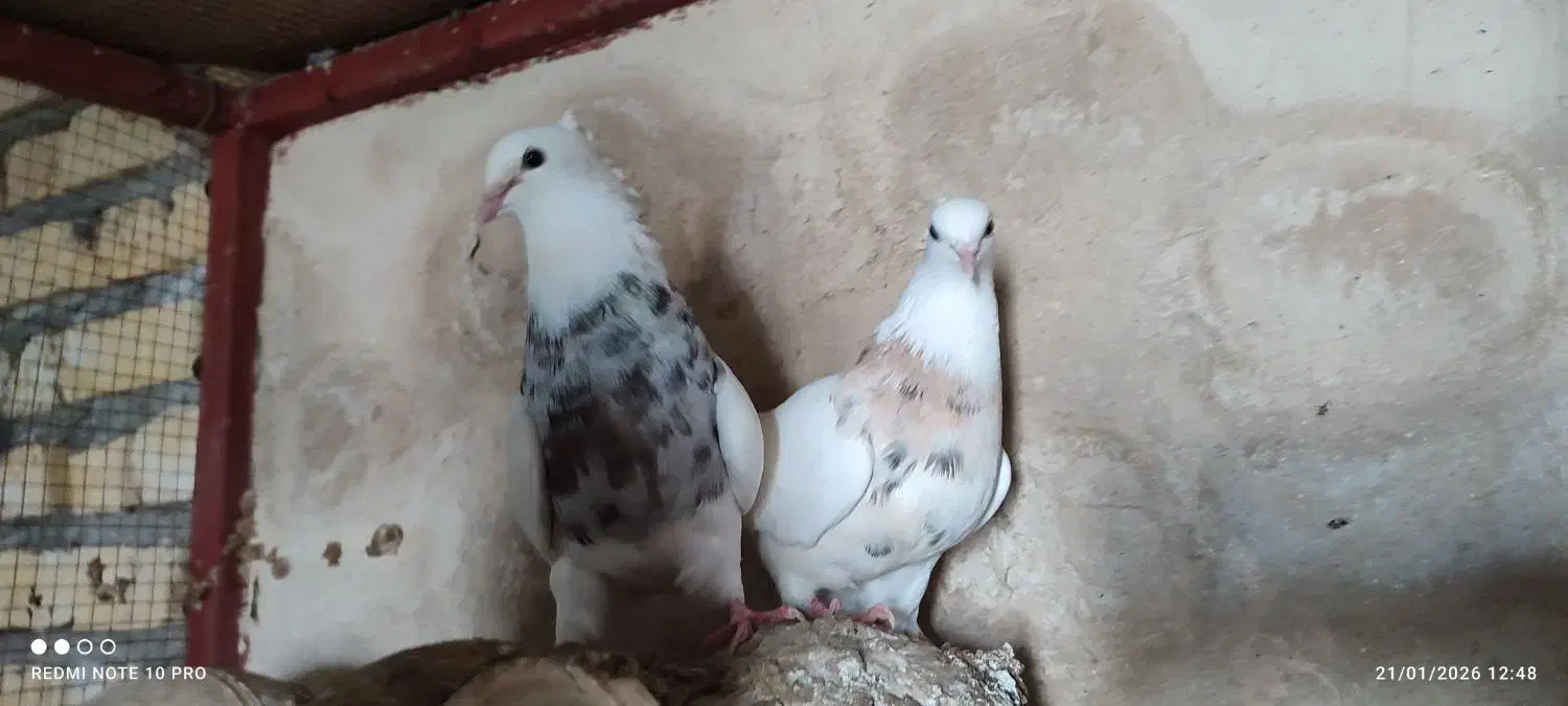 طوقی عروس هلندی|پرنده|لامرد, |دیوار