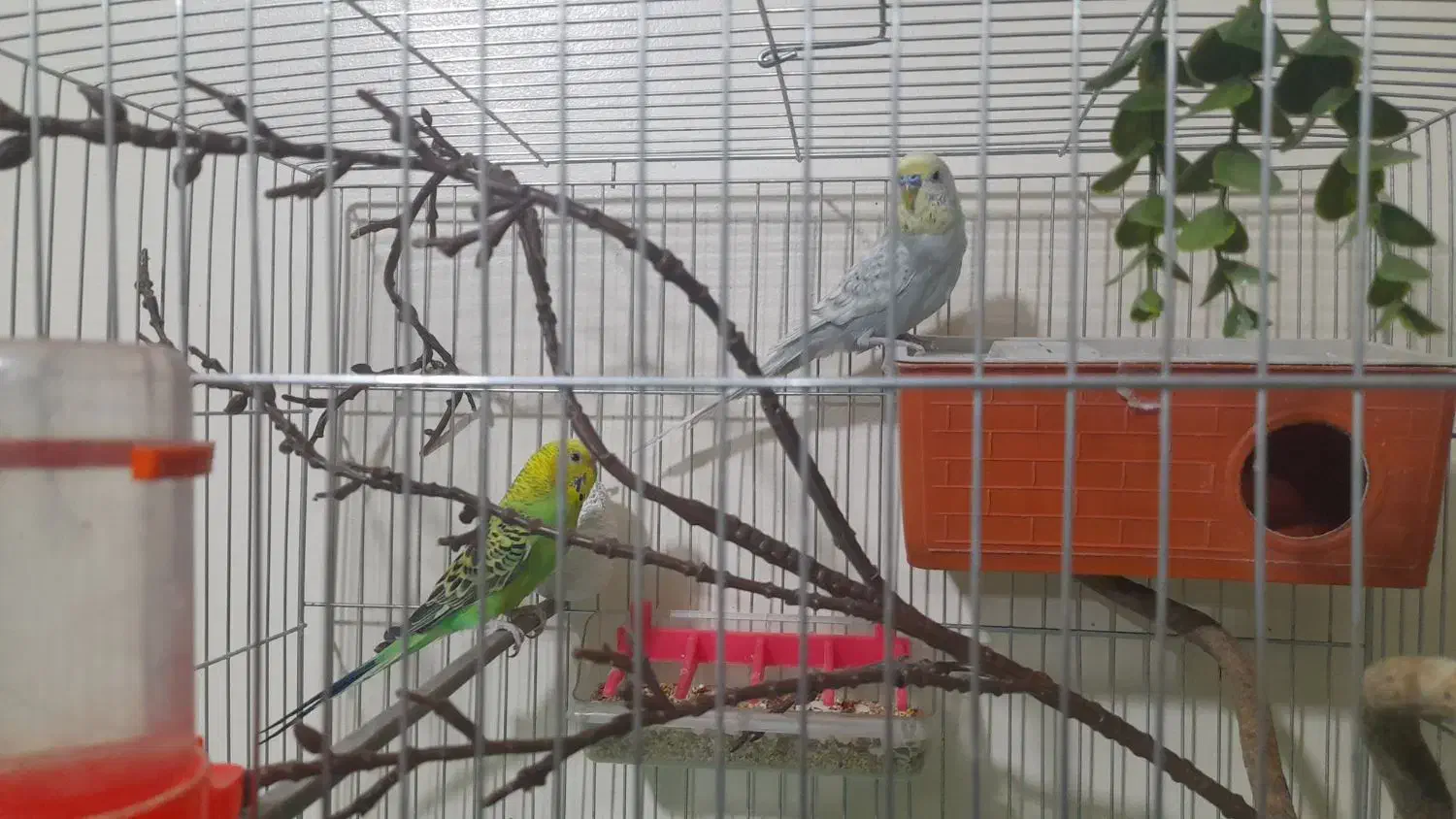 مرغ عشق رنگین کمانی و هلندی مولد تضمینی|پرنده|ارومیه, |دیوار