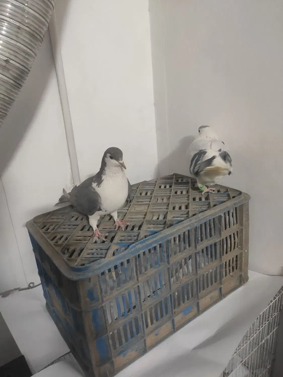 ساده افغانی ، با ساده کلاغ دم|پرنده|مشهد, کشف|دیوار