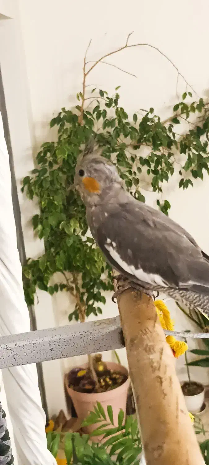 عروس هلندی نر|پرنده|تهران, جوادیه تهرانپارس|دیوار