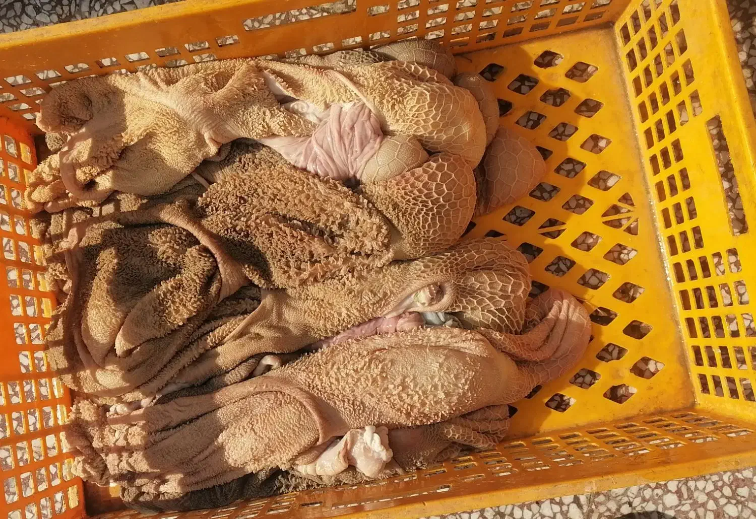 سیراب|خوردنی و آشامیدنی|قم, شاد قلی|دیوار