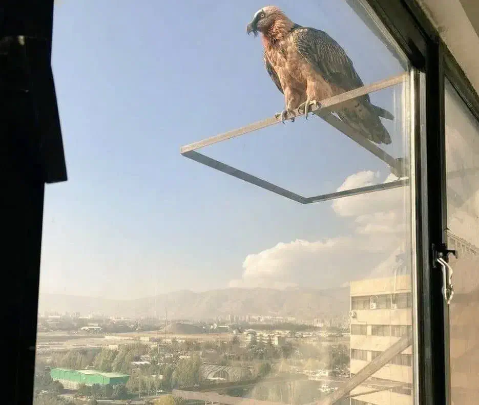 مسافر|خدمات حمل و نقل|ایذه, |دیوار