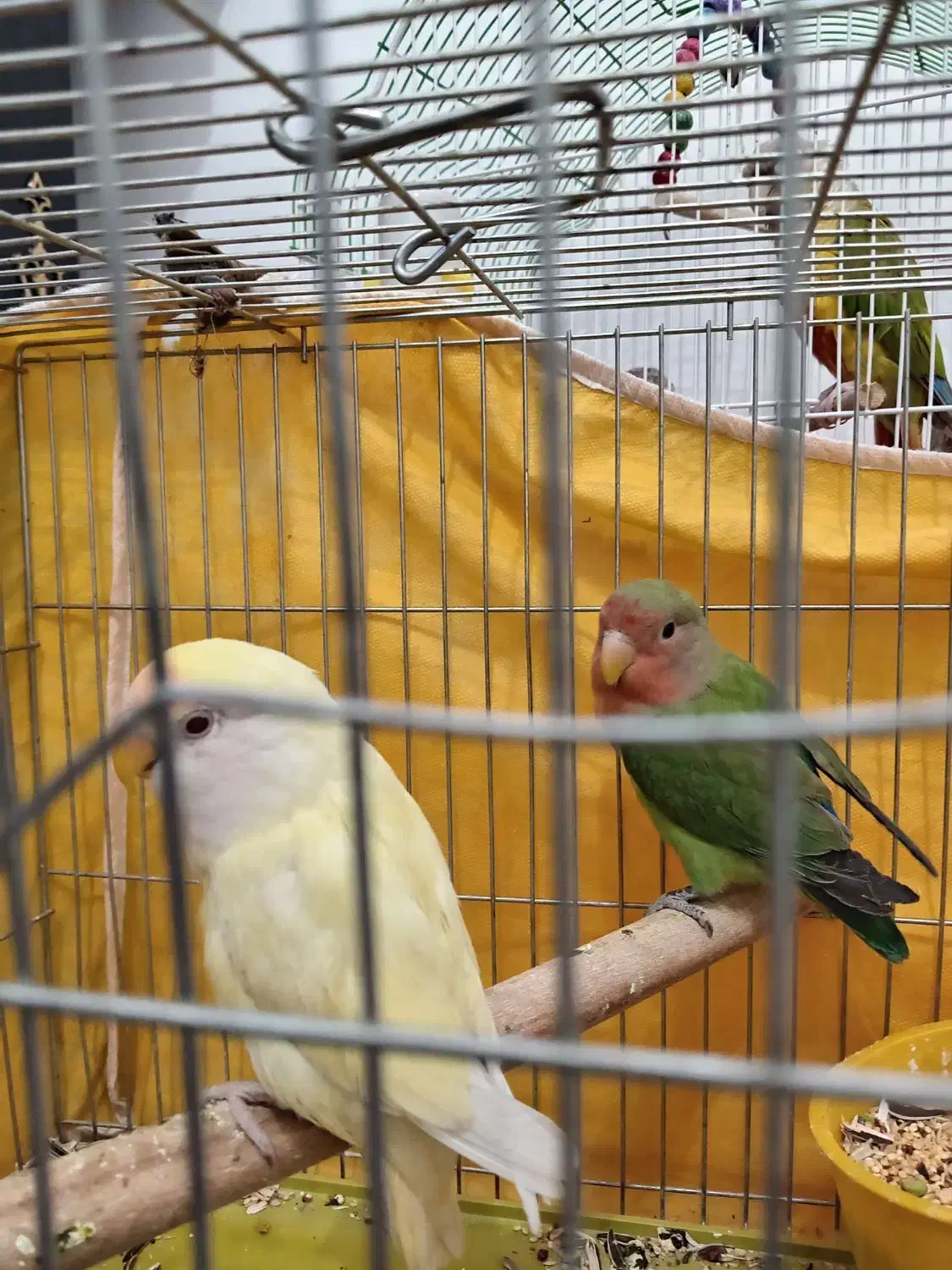 کوتوله دستی و نیمه دستی|پرنده|نجفآباد, یزدانشهر|دیوار