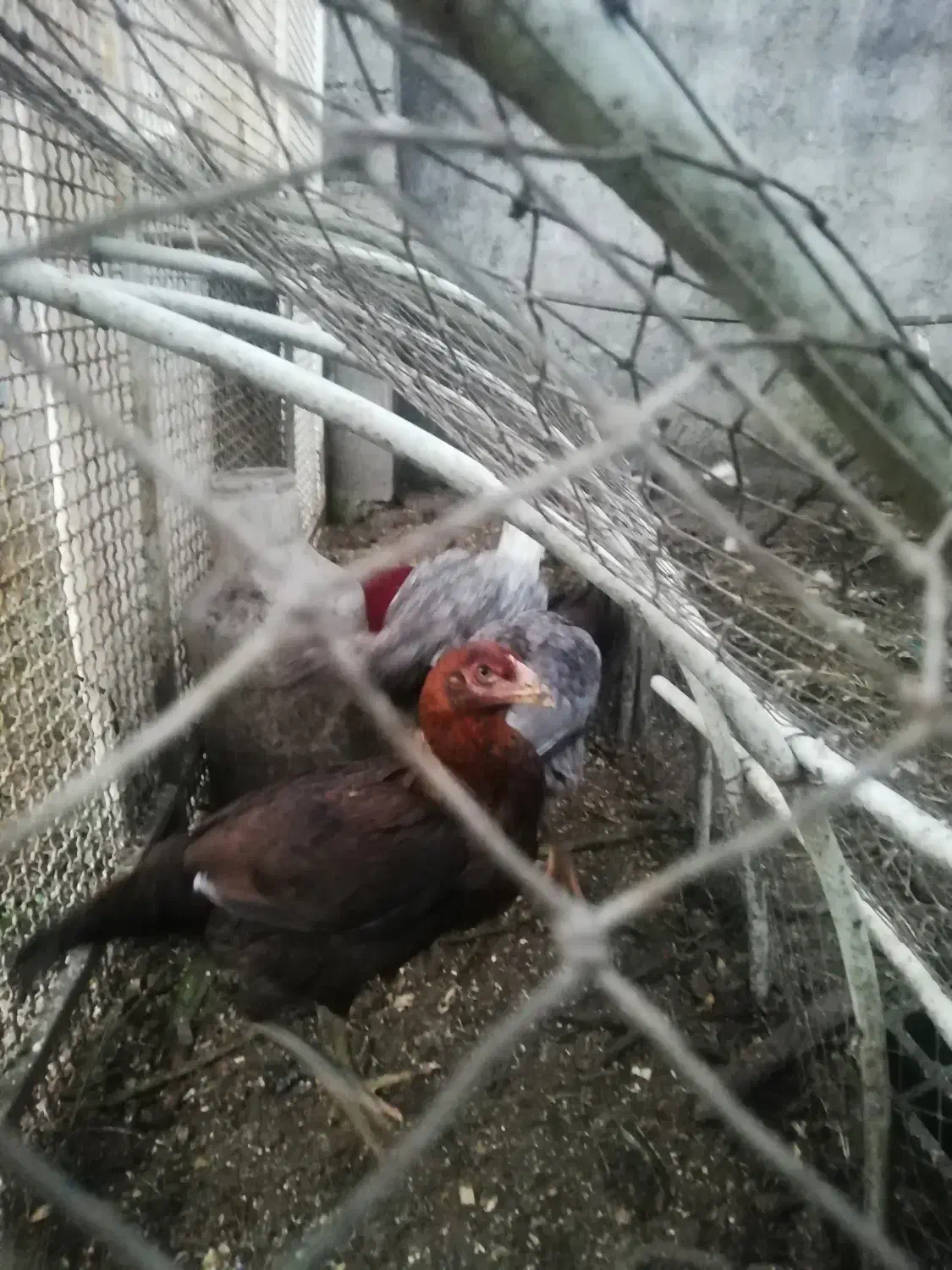 جوجه مرغ لاری|حیوانات مزرعه|لاهیجان, پردسر|دیوار