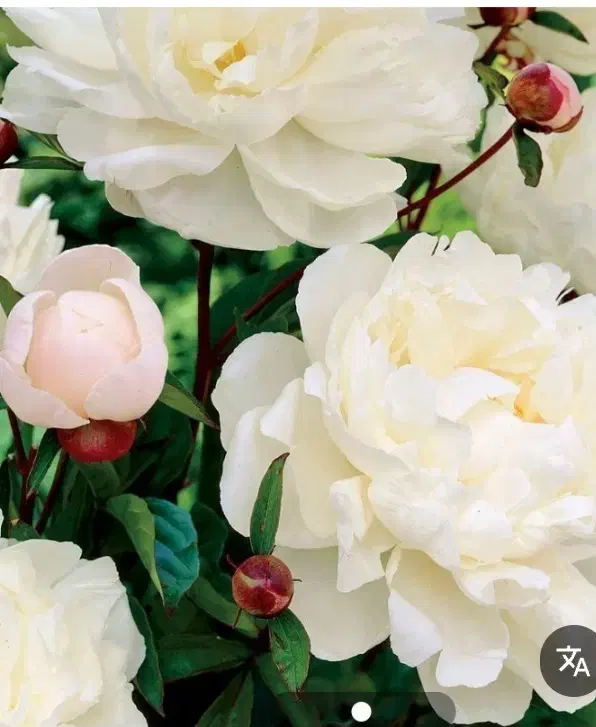 فروش بوته گل صدتومنی|گل و گیاه طبیعی|آسارا, |دیوار