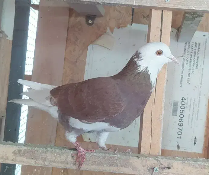 کبوتر|پرنده|تهران, شهرک کوهسار|دیوار