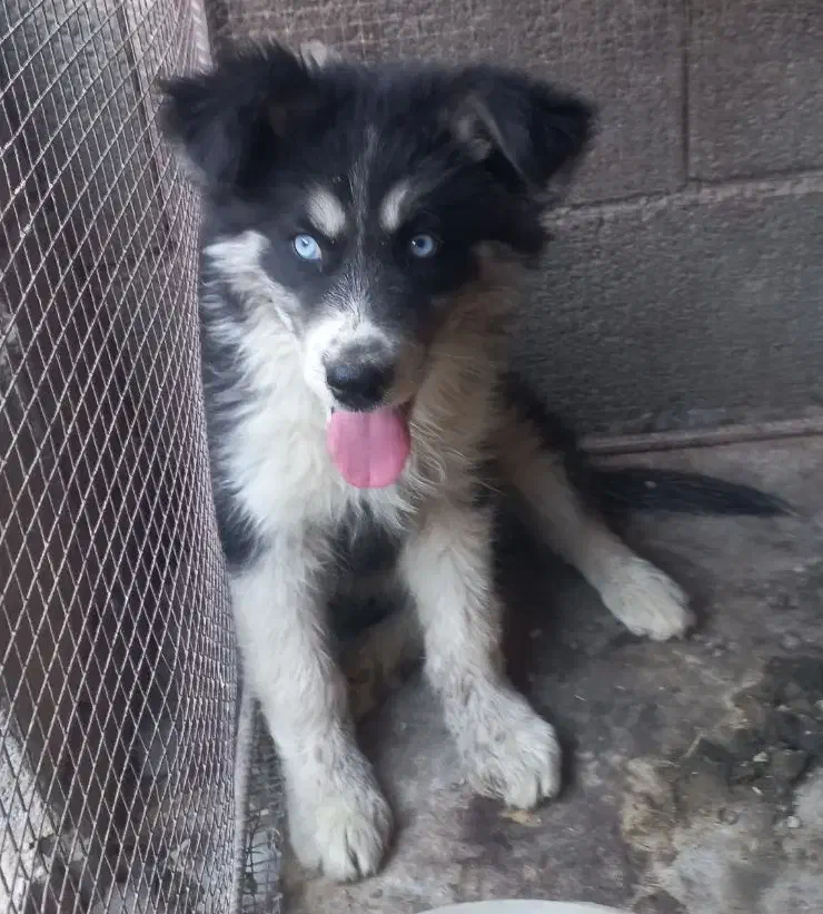 توله سه ماهه هاسکی ماده|سگ|اصفهان, ارغوانیه|دیوار