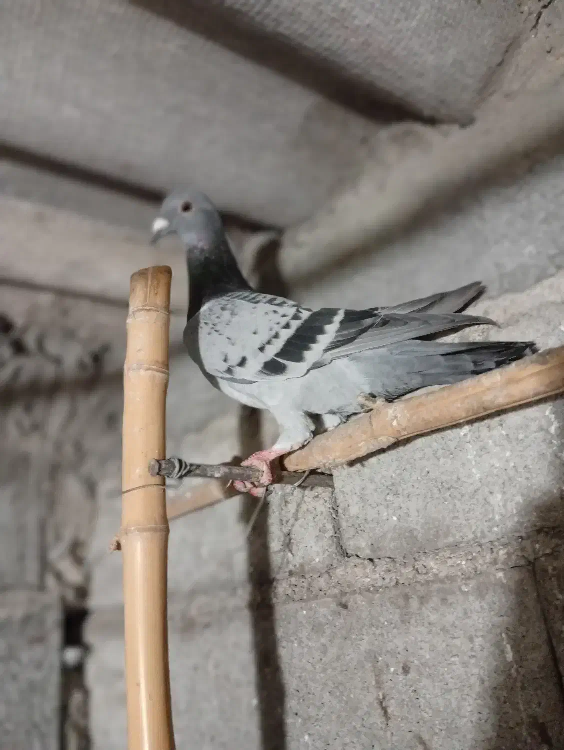 دوعددپرنده مسافتی|پرنده|چالوس, |دیوار