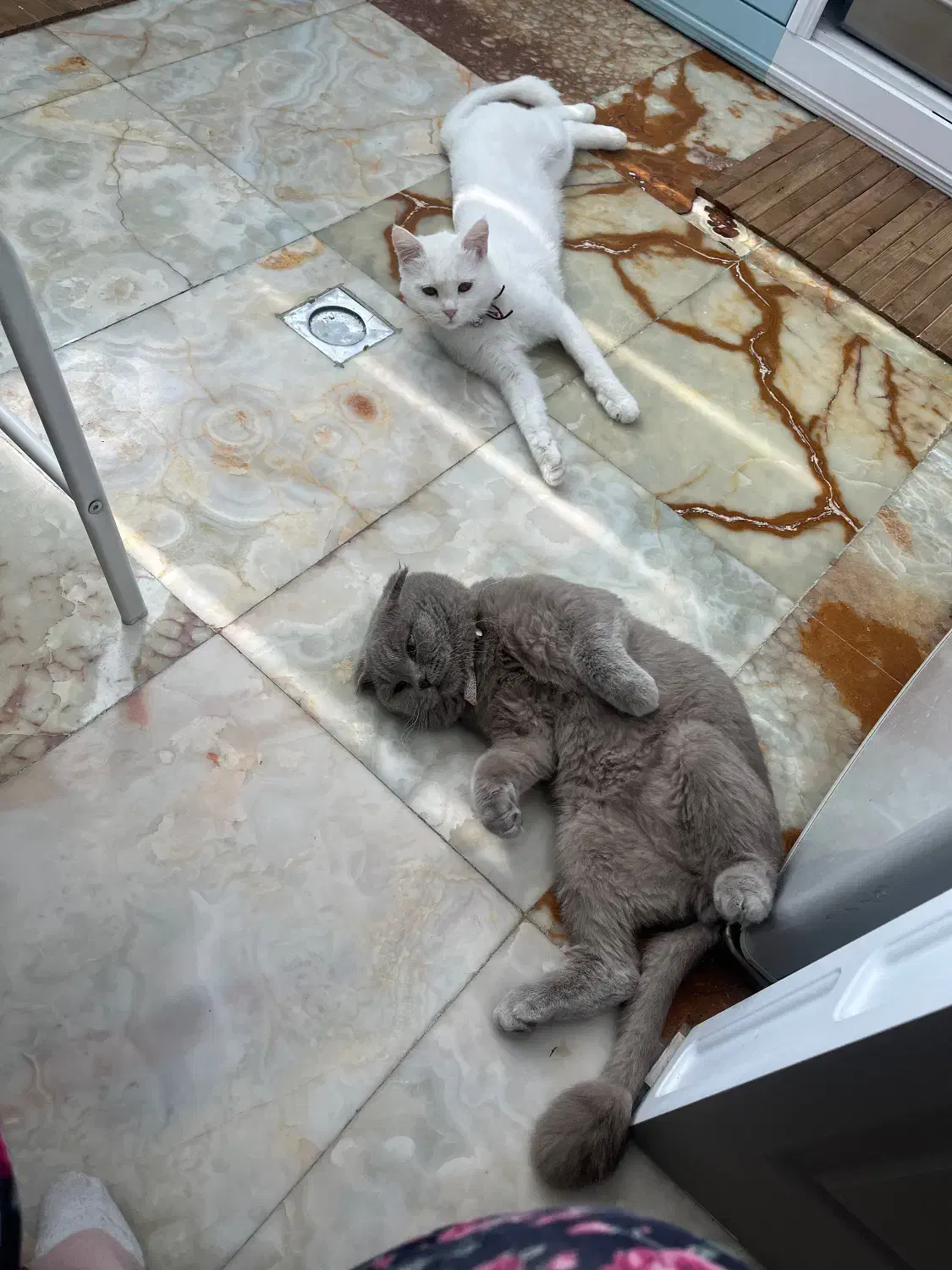 گربه نر|گربه|زنجان, |دیوار