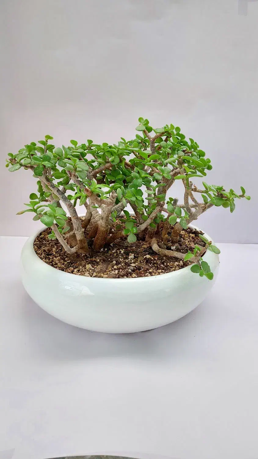 اینجا گلخونه اریکاست|گل و گیاه طبیعی|بجنورد, |دیوار