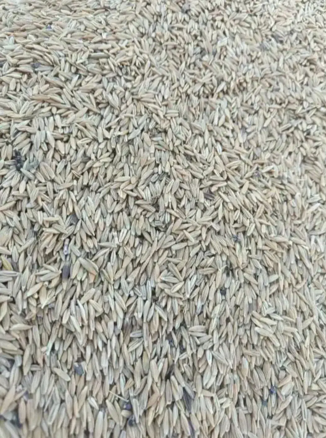 جو دیم|حیوانات مزرعه|اهرم, |دیوار