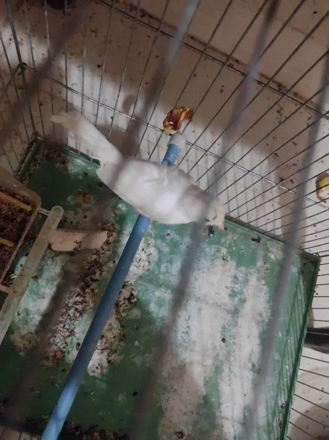 کیف|کیف، کفش، کمربند|فسا, |دیوار