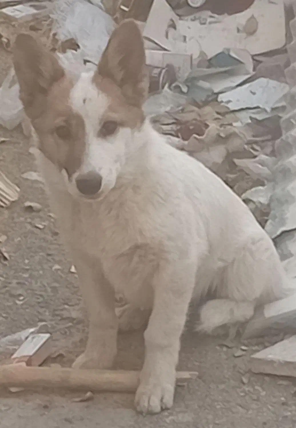 سگ پاکوتاه|سگ|بوئین و میاندشت, |دیوار