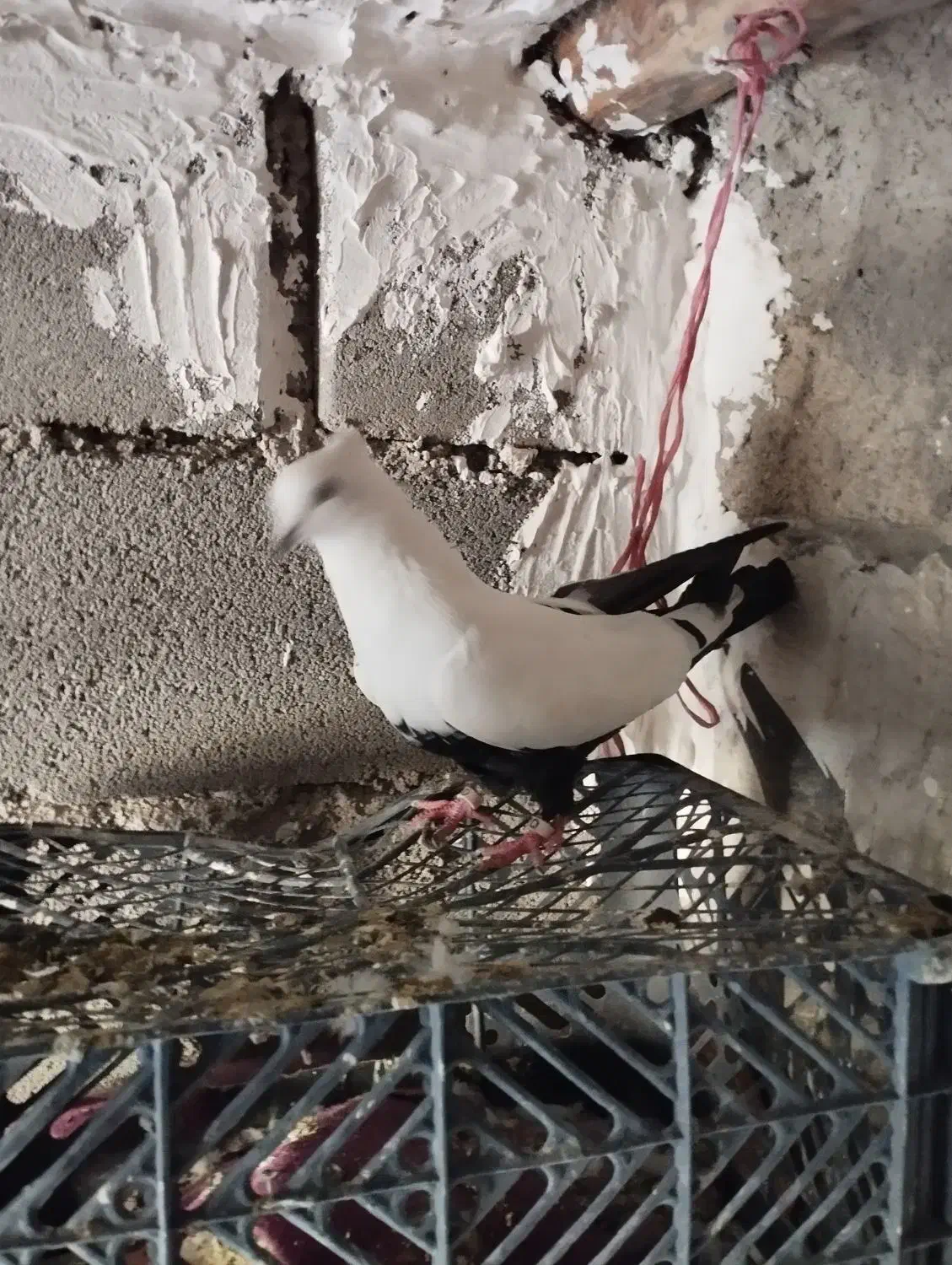 کبوتر ماده دمی|پرنده|شیروان (لرستان), |دیوار