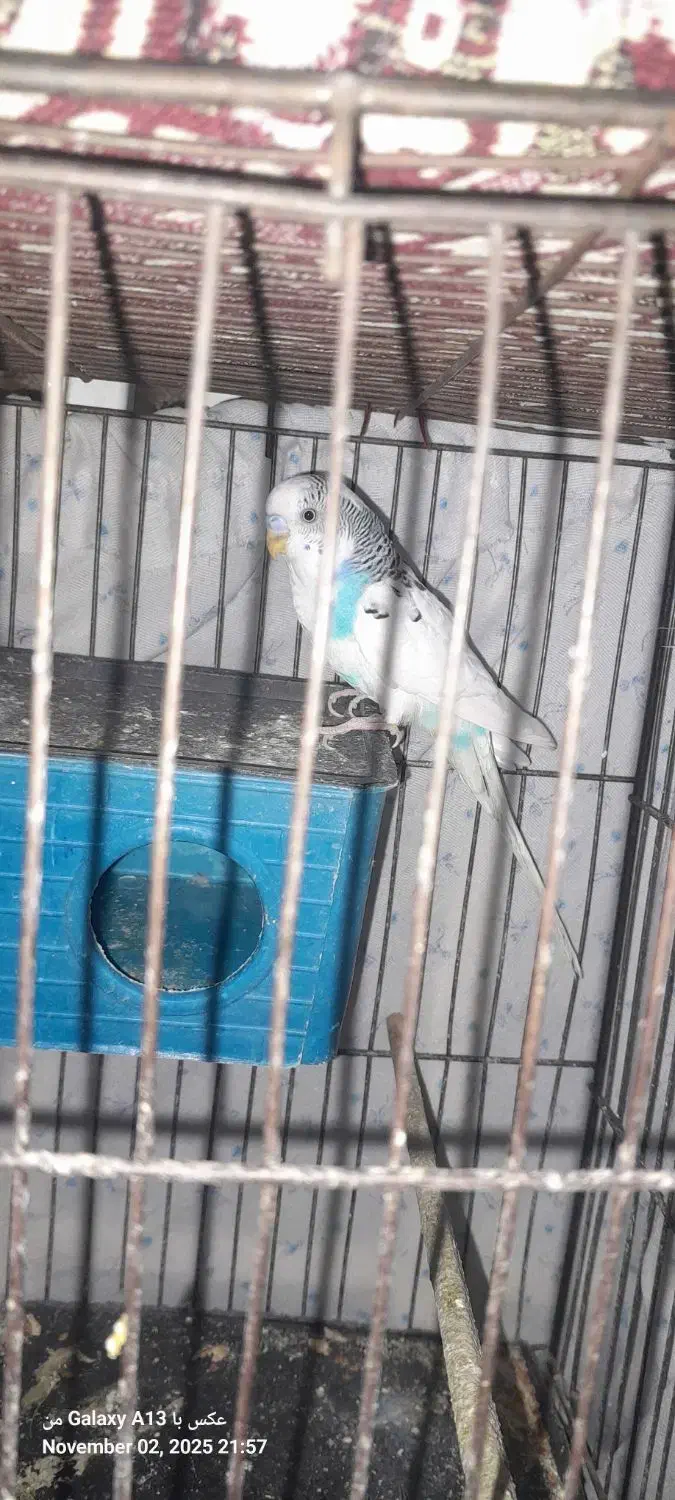 مرغ عشق تخم گذار|پرنده|رباط‌کریم, الارد|دیوار