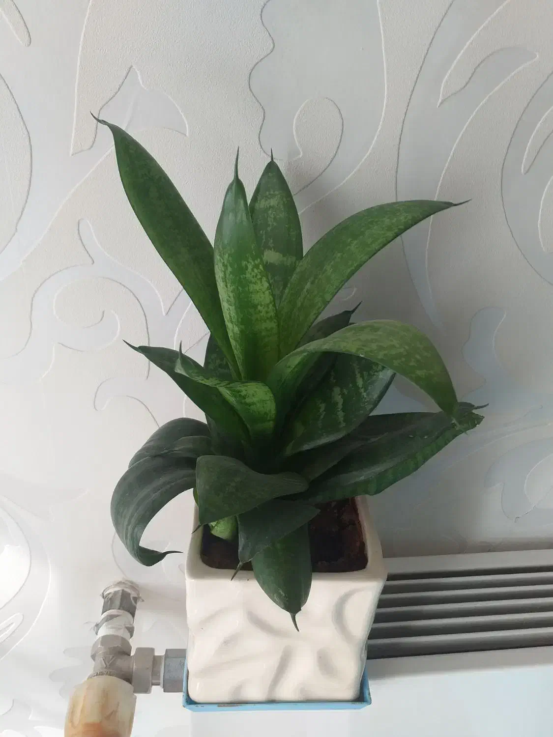 گل و گیاه اپارتمانی|گل و گیاه طبیعی|کرج, کوی کارمندان شمالی|دیوار