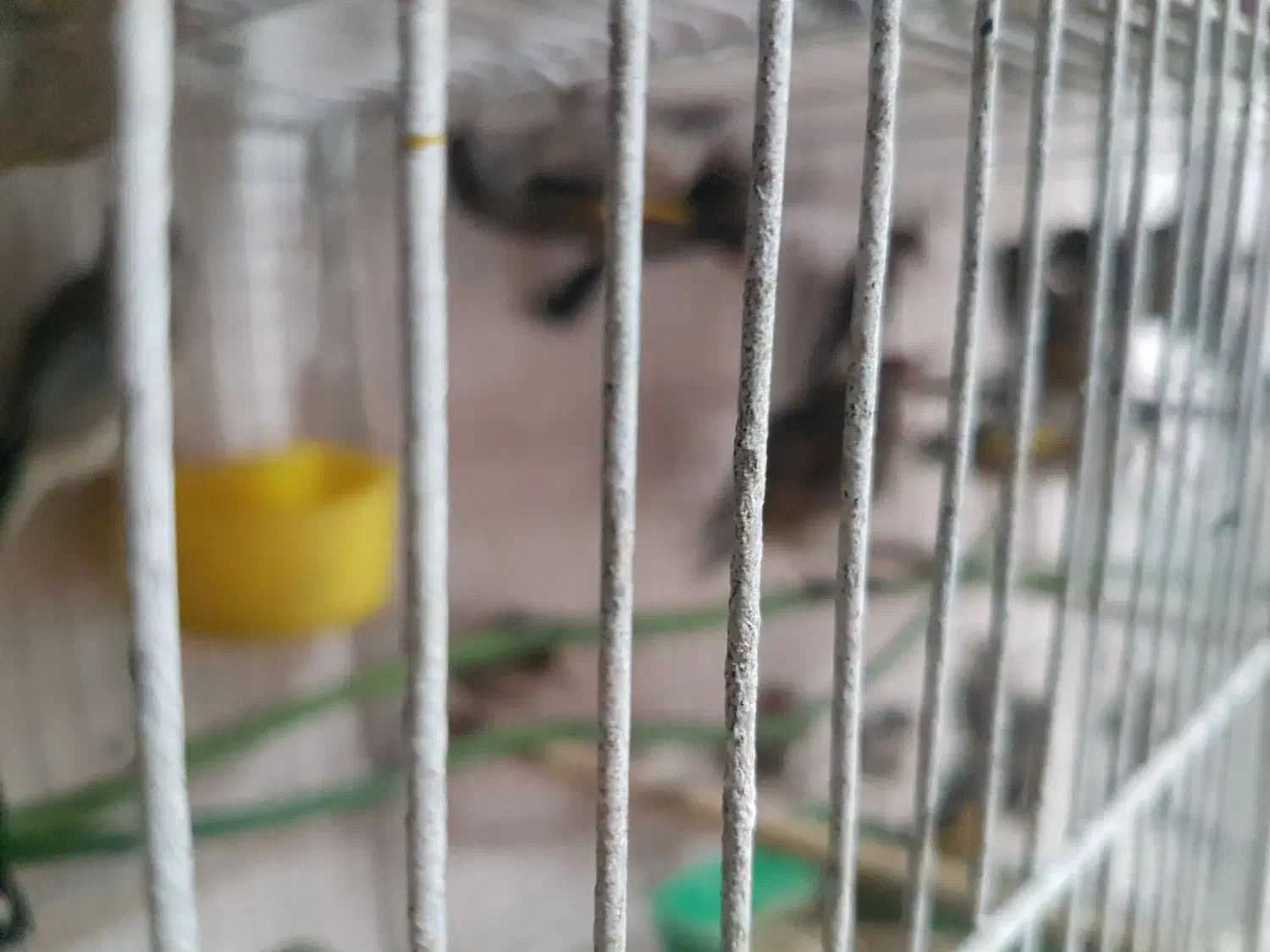 فروش سهره|پرنده|رشت, منظریه|دیوار