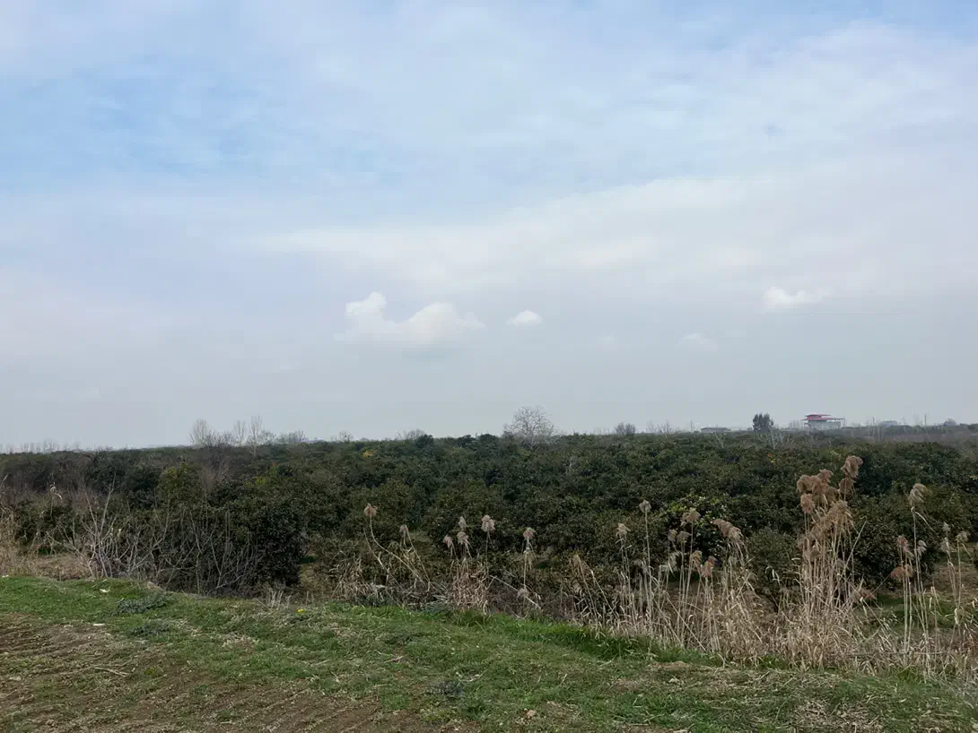 زمین کشاورزی دینک ۱۰۰۰ متر|فروش زمین و ملک کلنگی|آکند, |دیوار