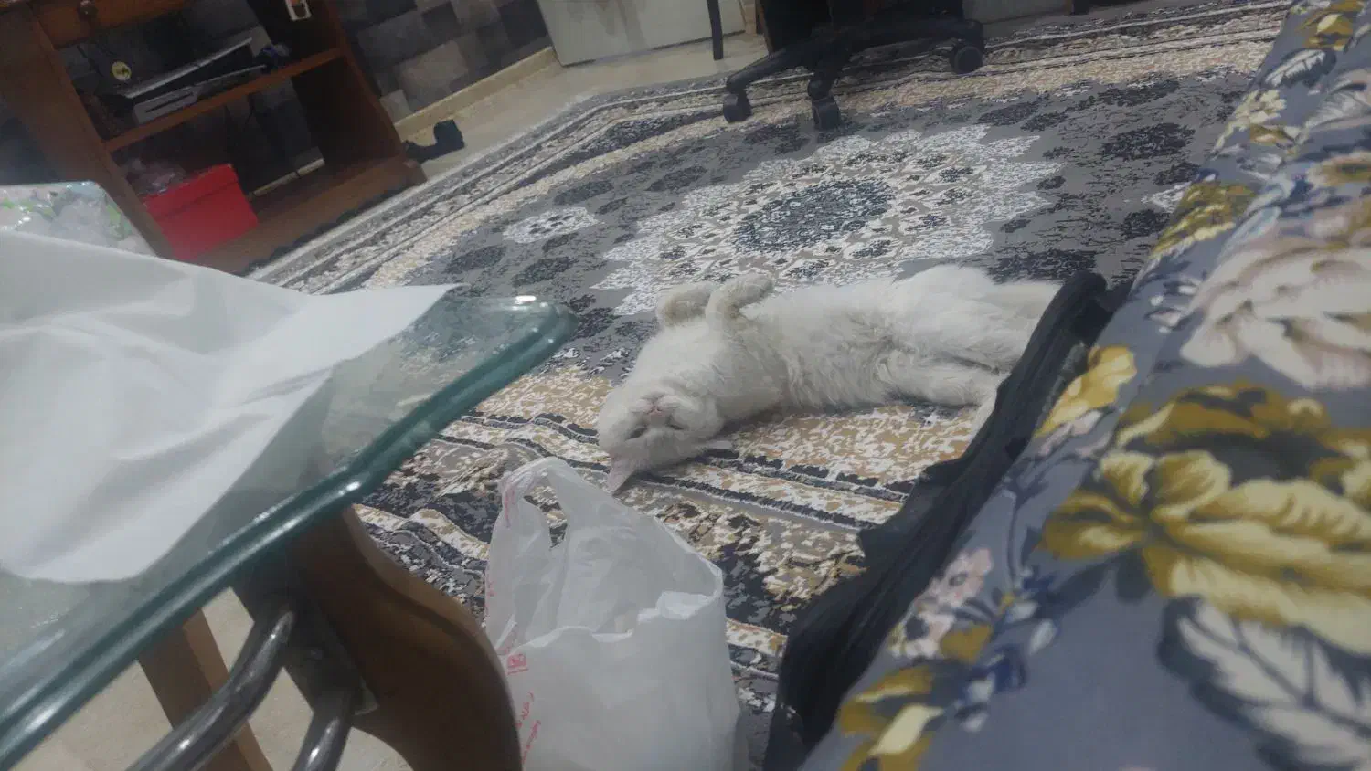 گربه پرشین|گربه|اهواز, فاز ۲ پادادشهر|دیوار