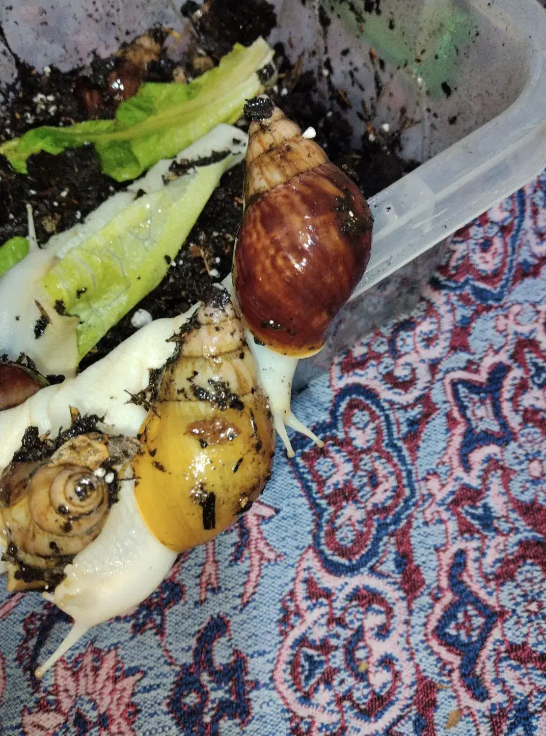 حلزون بالغ|خزنده|شیروان (خراسان), |دیوار