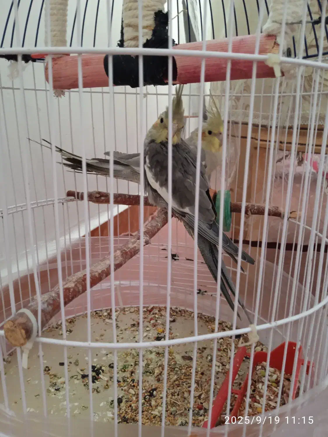 عروس هلندی|پرنده|گرمی, |دیوار