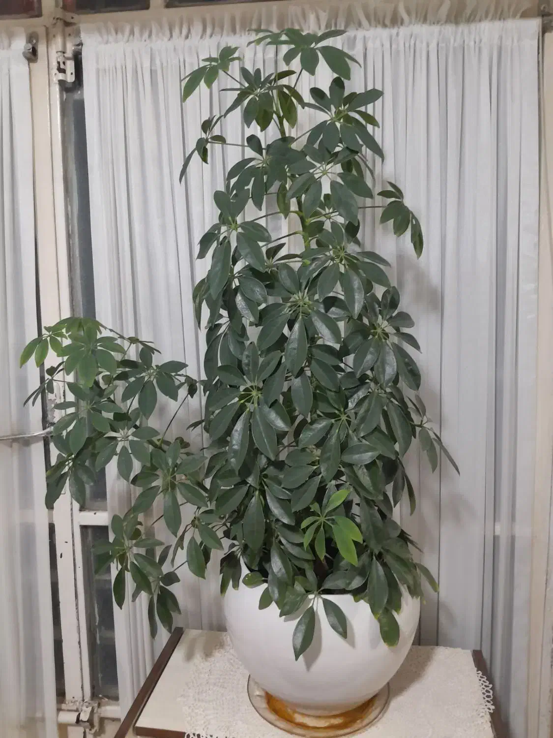 دوعددگل سالم وسرحال|گل و گیاه طبیعی|نیشابور, شهید بهشتی|دیوار