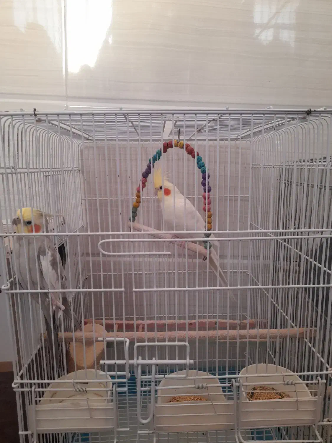 عروس هلندی|پرنده|مبارکه, |دیوار