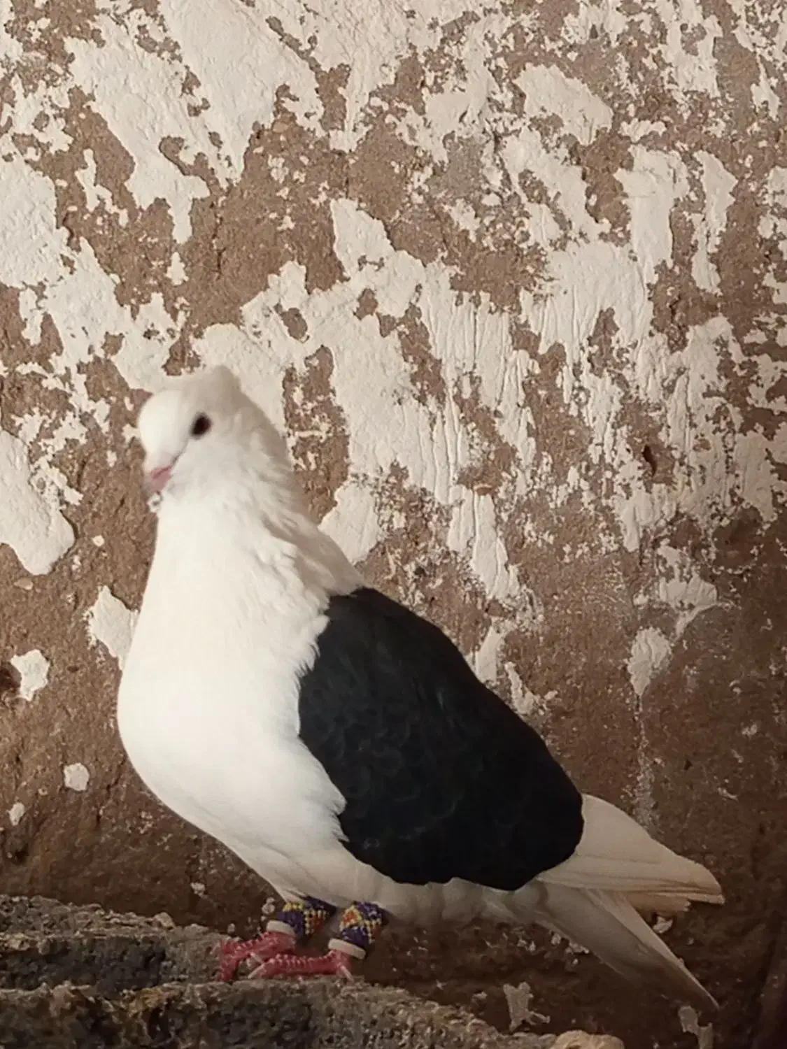 جفت دوکت|پرنده|شادگان, |دیوار