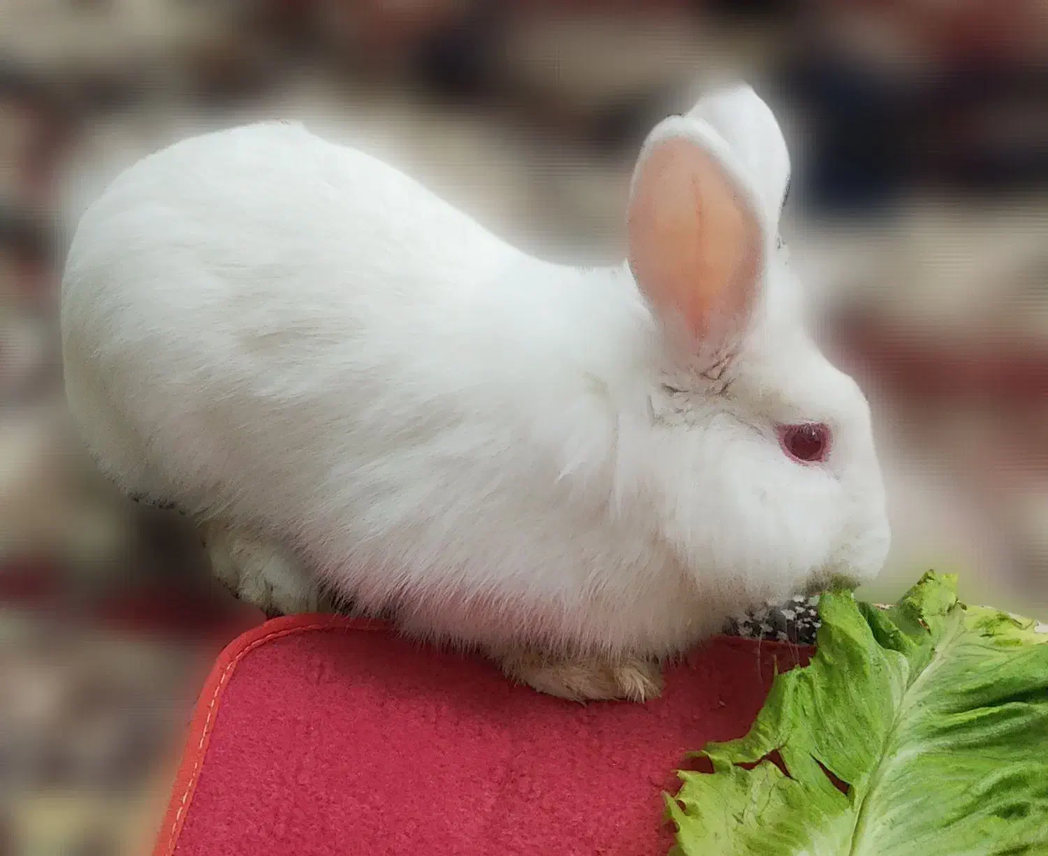 خرگوش لپ|موش و خرگوش|تبریز, |دیوار