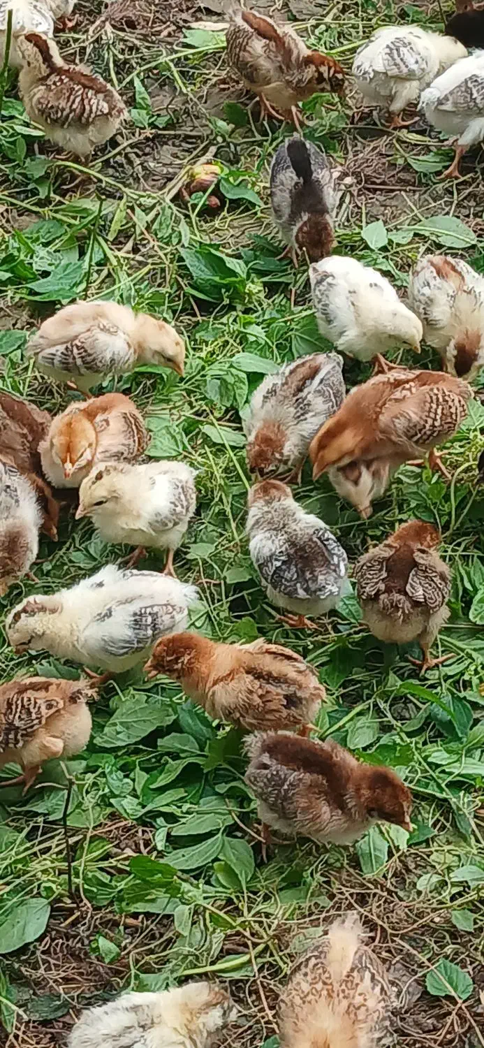 فروش جوجه گلپایگانی ۴روزه و۱۵روزه|حیوانات مزرعه|رشت, حومه رشت|دیوار