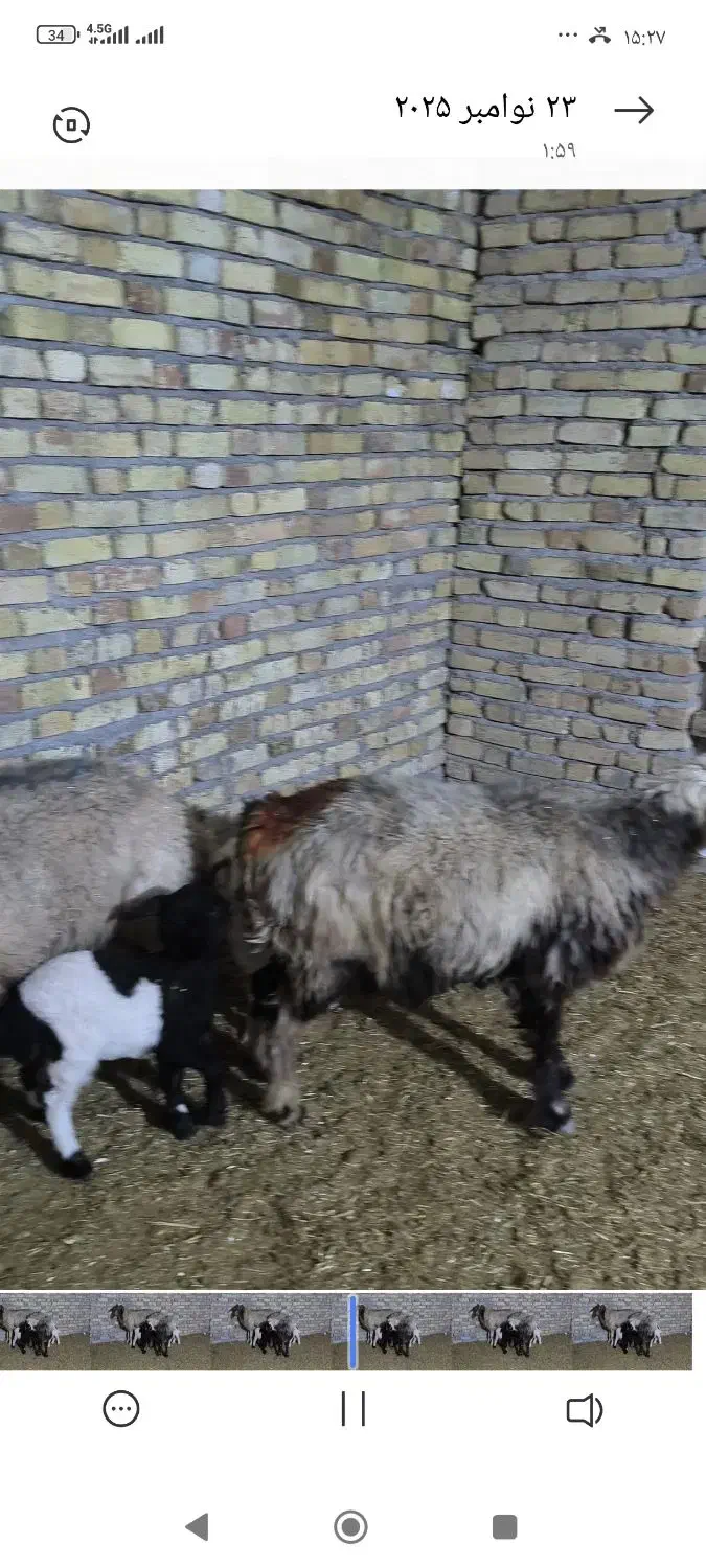 گوسفند یا میش با بره یک عدد بختیاری یک عدد کردی|حیوانات مزرعه|مهران (ایلام), |دیوار