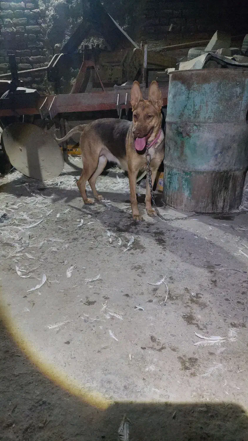 سگ ژرمن|سگ|محمدبار, |دیوار