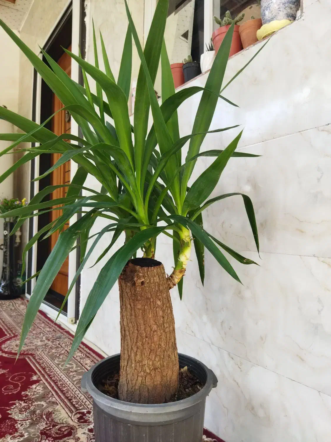 یوکای بزرگ|گل و گیاه طبیعی|رشت, دیانتی|دیوار