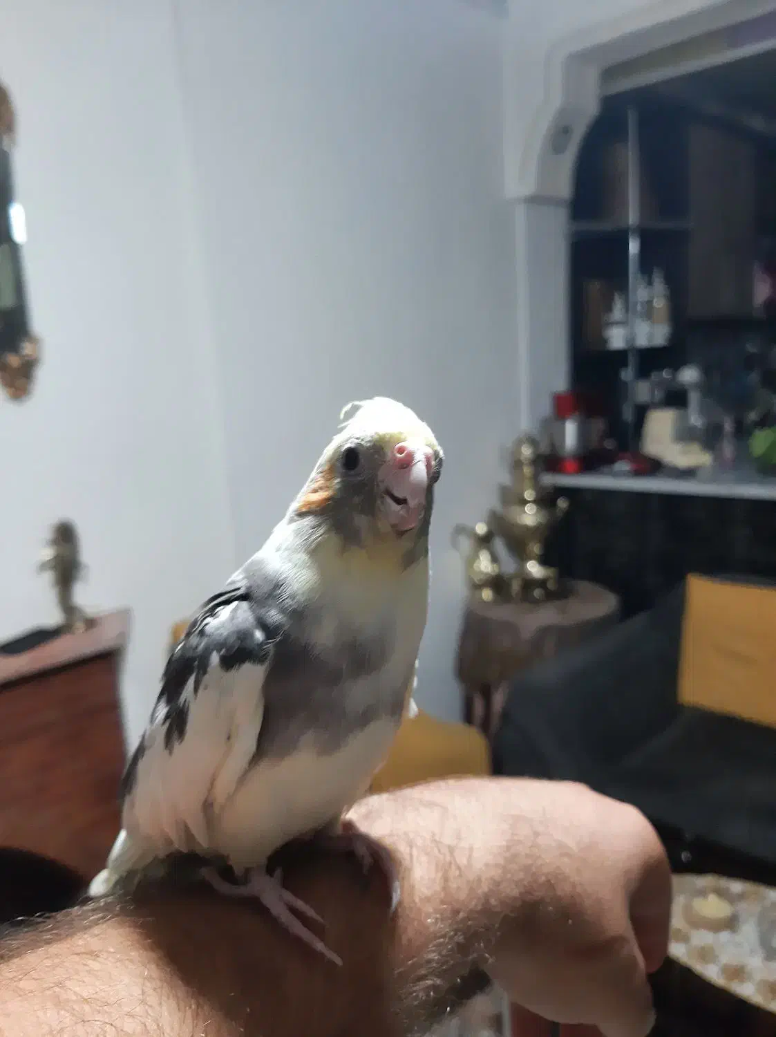 عروس هلندی رام و دستی|پرنده|سبزوار, توحیدشهر|دیوار