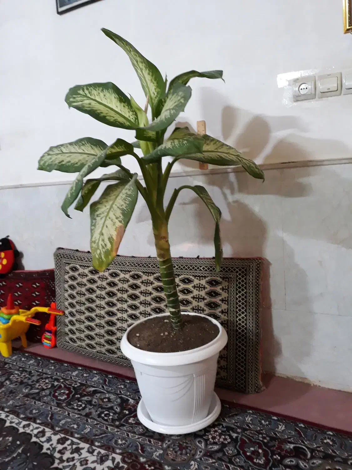 گل دیفن بزرگ|گل و گیاه طبیعی|نیشابور, شهید بهشتی|دیوار