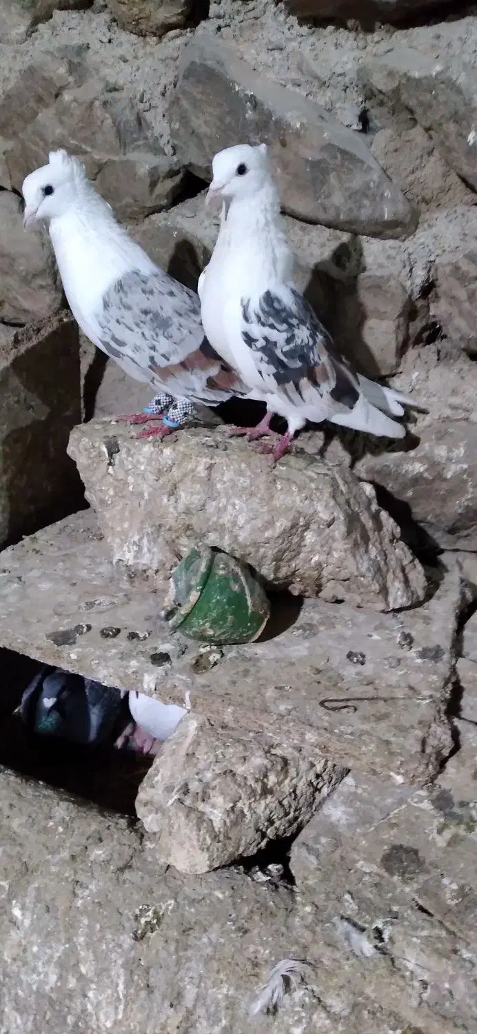 کبوتر|پرنده|بیستون, |دیوار