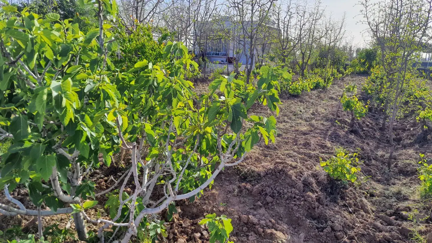 تصویر 8