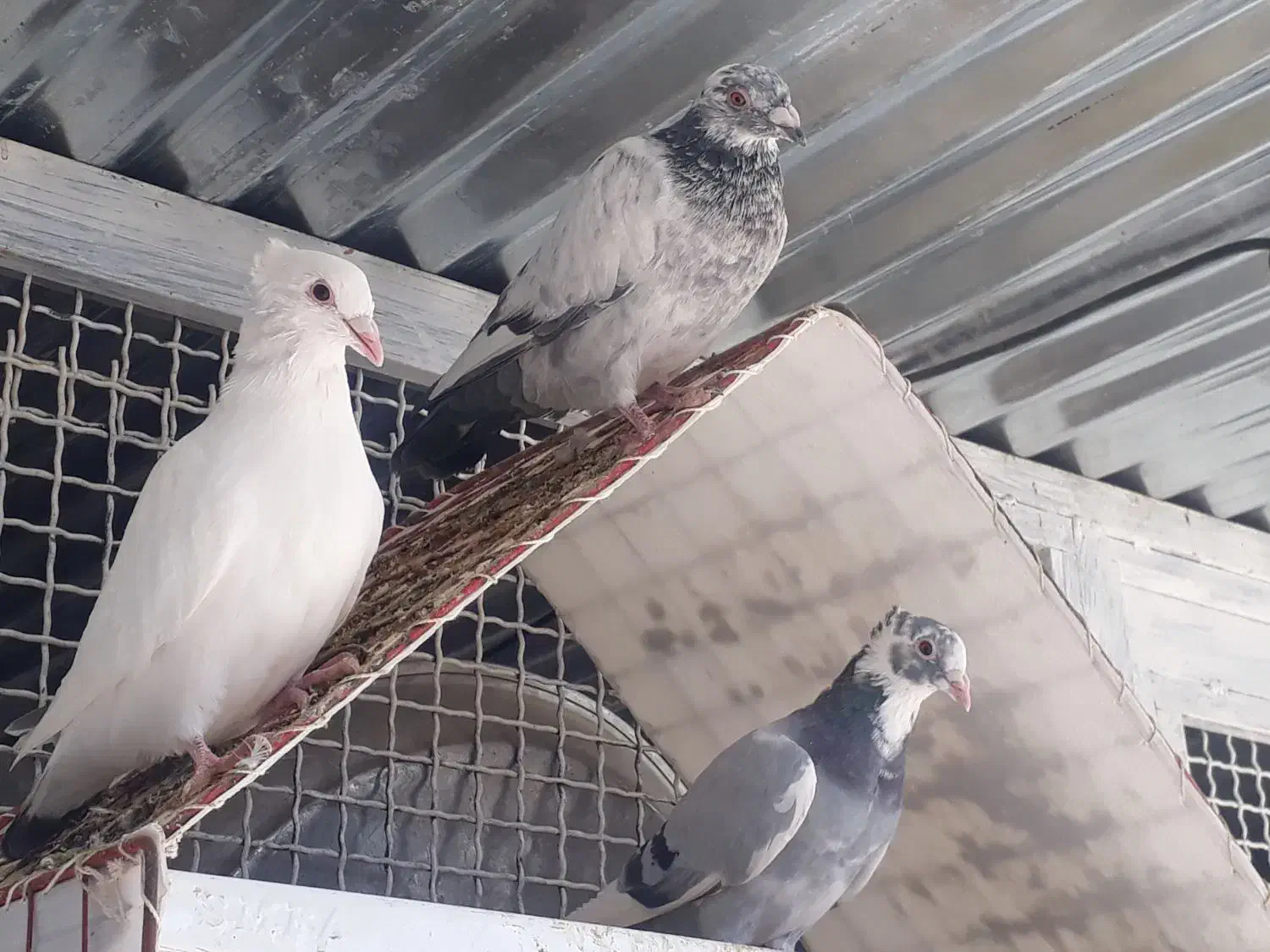 کفتر|پرنده|مهریز, |دیوار