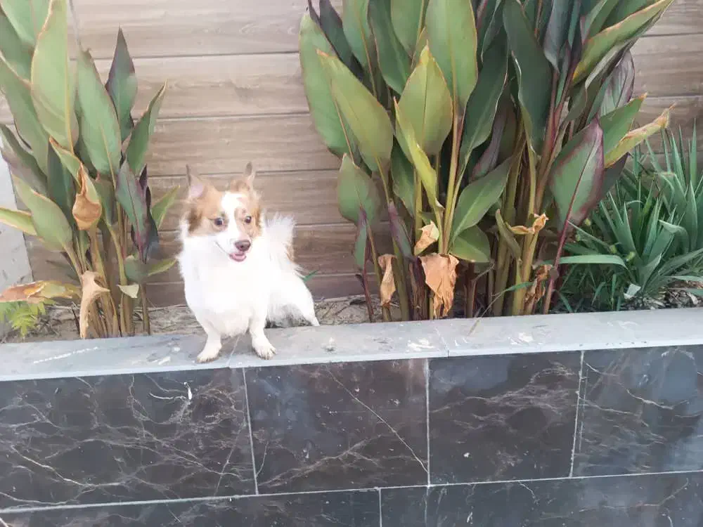 گمشده|سگ|هشتگرد, شهرک گلها|دیوار