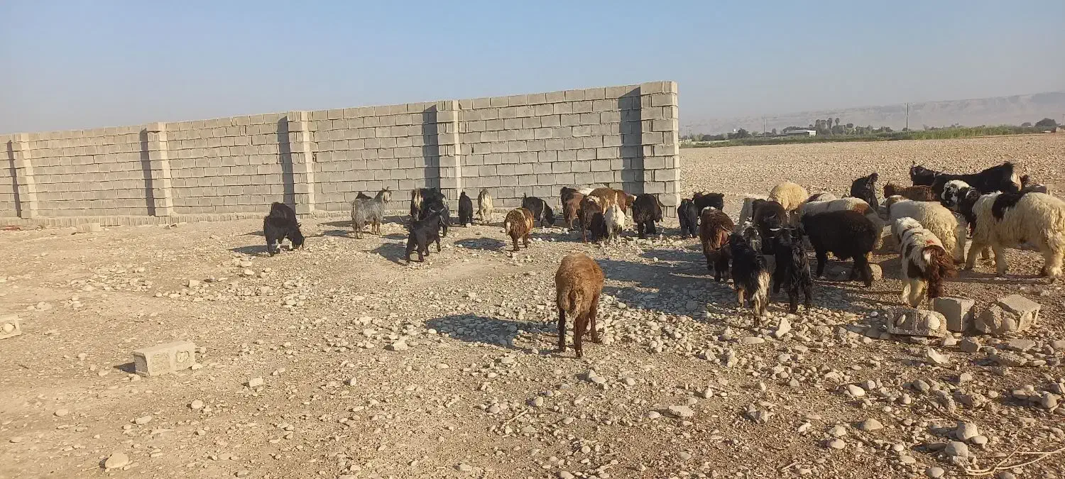 بزغاله چپش چاق و داشتی|حیوانات مزرعه|اندیمشک, |دیوار